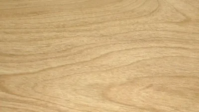 カバザクラ（バーチ）