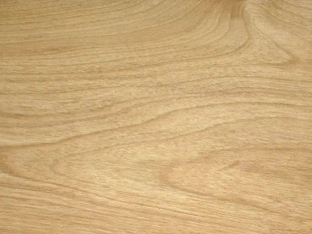 カバザクラ（バーチ）
